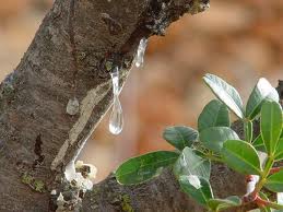 Mastic de Chios Utilisation vitale